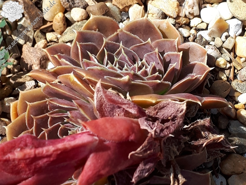 Korspelse Pauline / Jovi