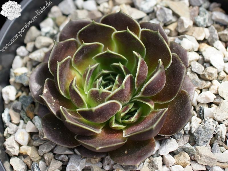 Korspel Red Luster / Jovi