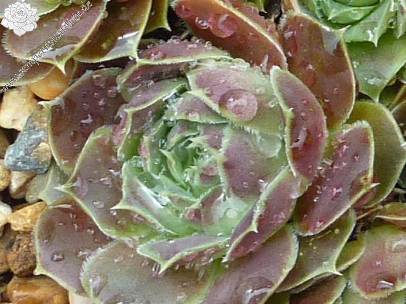 Korspel Wedding Day / Jovi