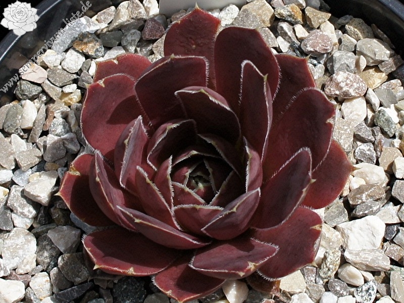 Korspel Grorie / Jovi