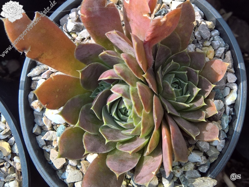 Korspelse Zafira / Jovi