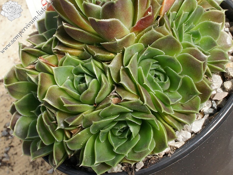 Korspel Wedding Day / Jovi