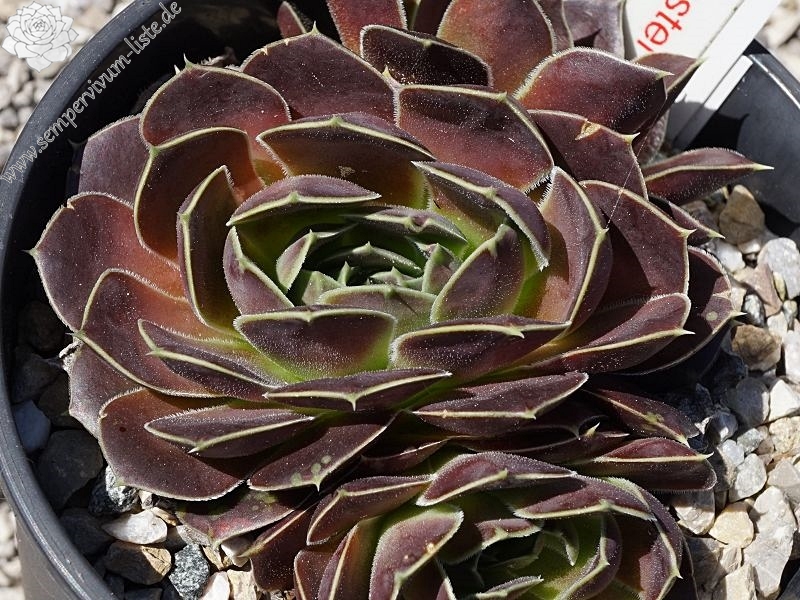 Korspel Red Luster / Jovi