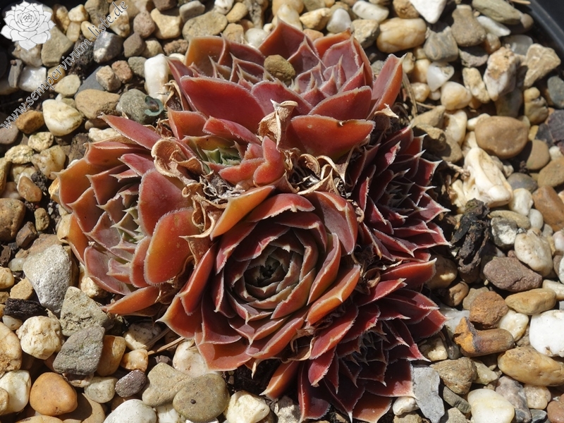 Korspelse Zafira / Jovi