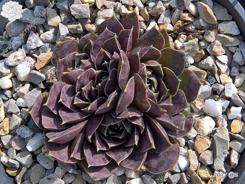 Korspel Red Luster / Jovi