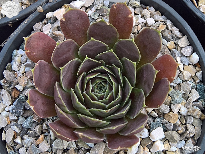 Korspelse Zafira / Jovi