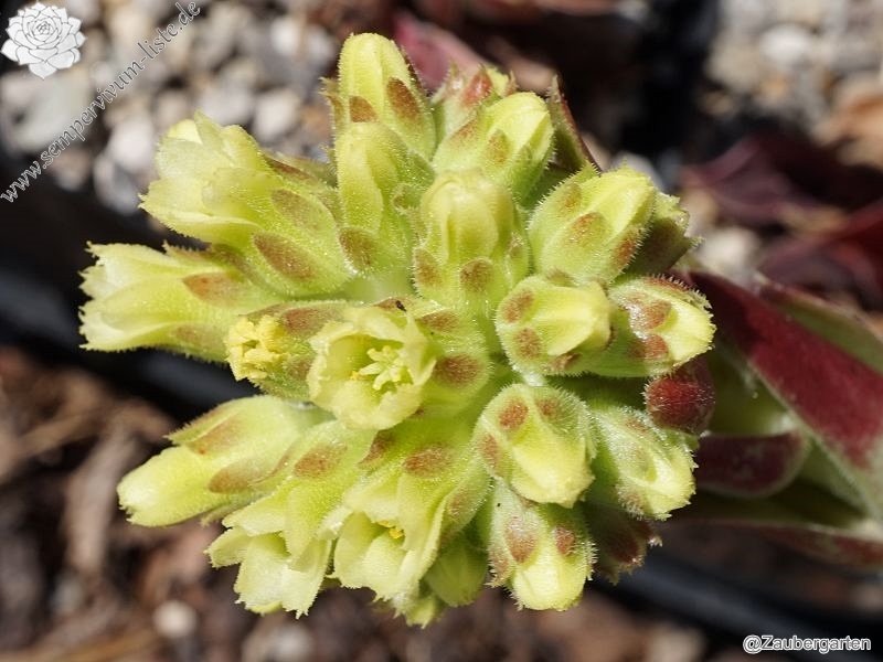 Korspel Grorie / Jovi