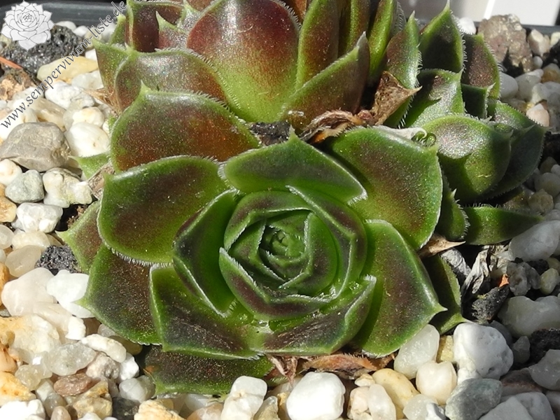 Korspel Wedding Day / Jovi