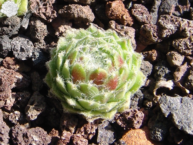 Lumemari