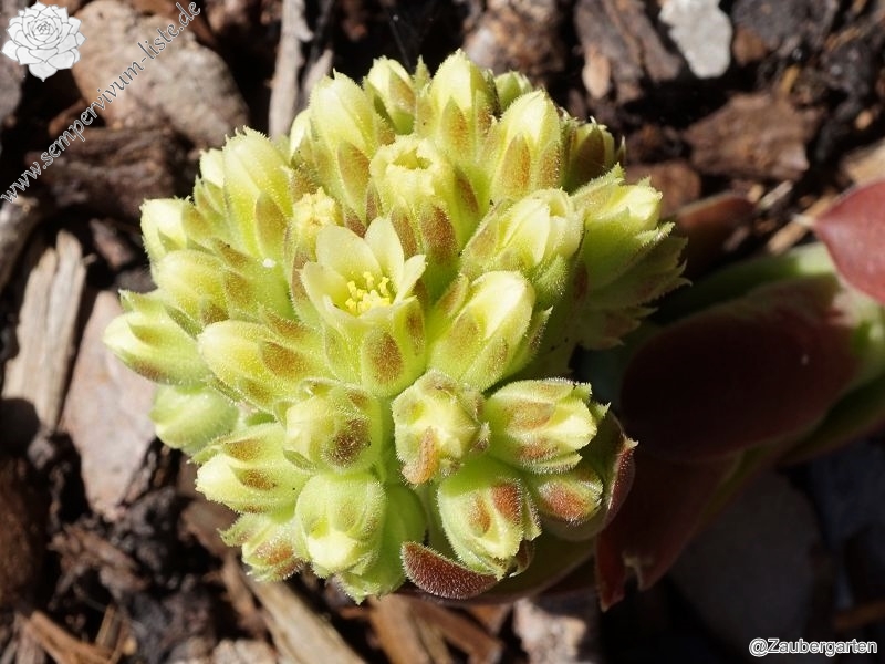 Korspel Red Luster / Jovi