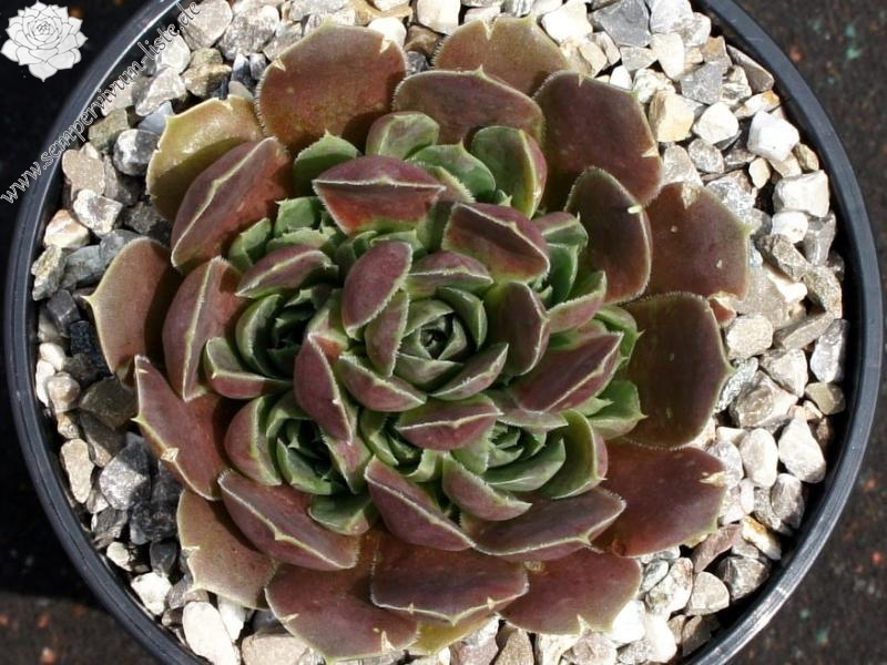 Korspel Wedding Day / Jovi