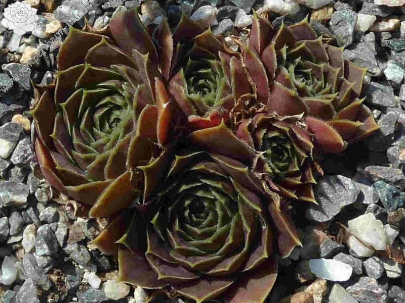 Korspel Wedding Day / Jovi