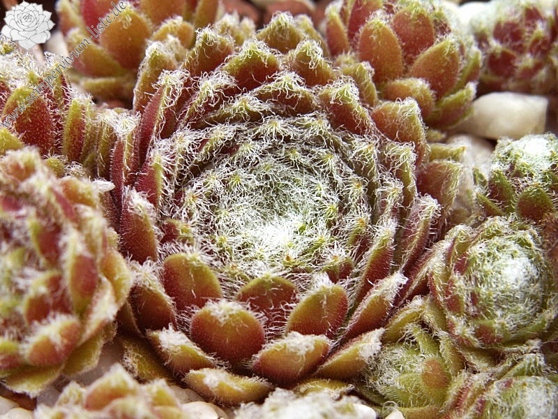 Lumemari