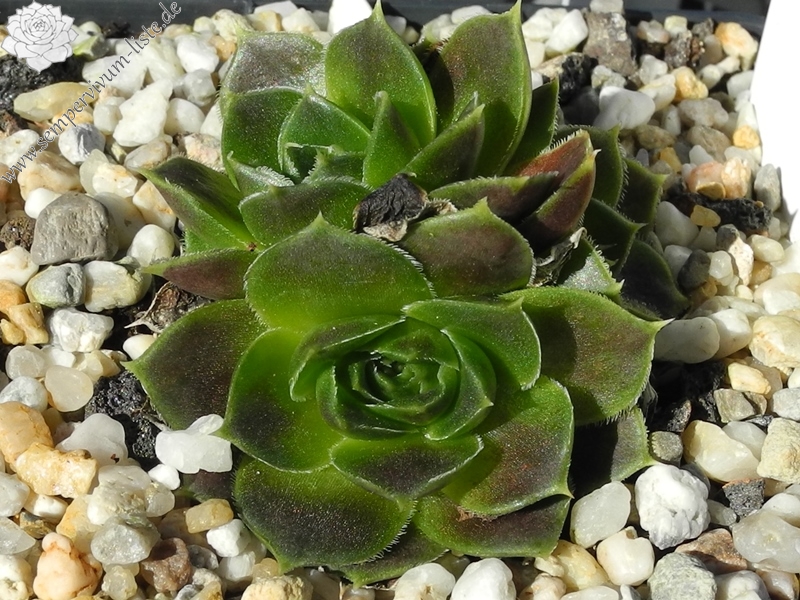 Korspel Wedding Day / Jovi