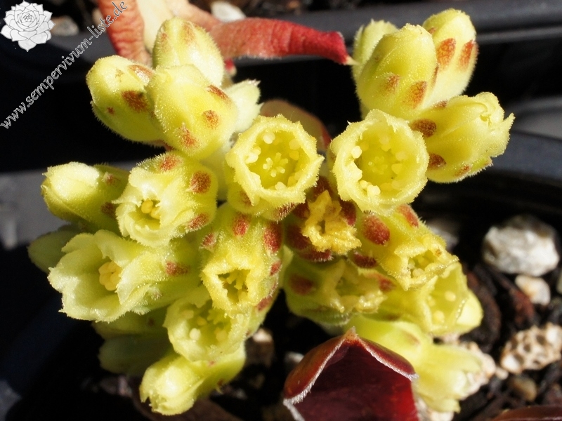 Korspel Wedding Day / Jovi