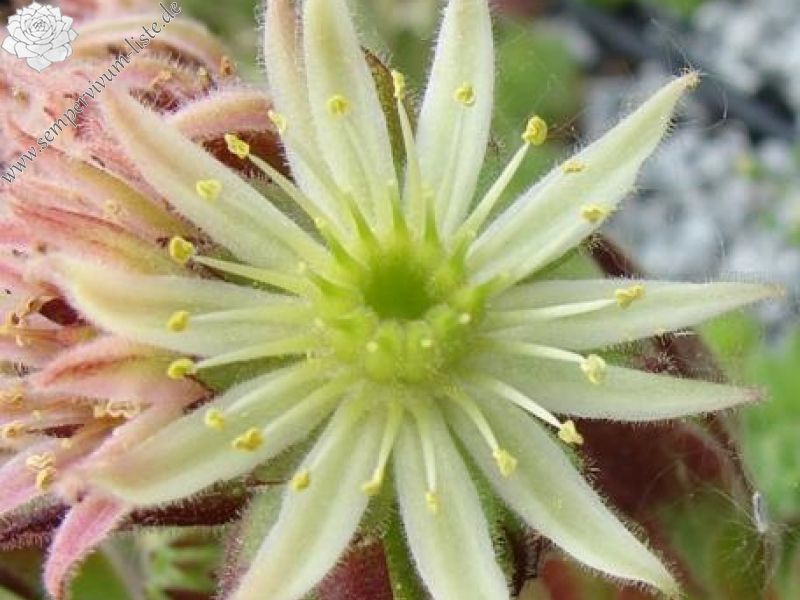 montanum (pallidum) from Bergell