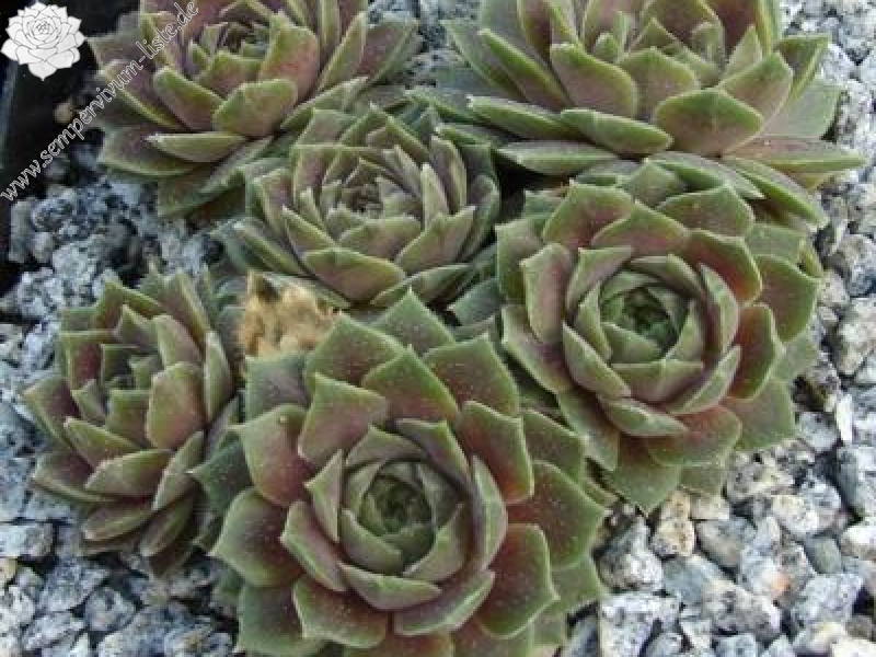 marmoreum ssp. erythraeum from Rilagebirge (Typ PH1354)