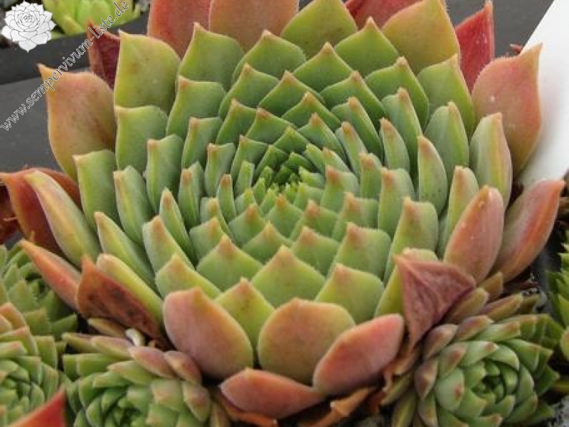 marmoreum ssp. erythraeum from Wichren (Typ PH1631)