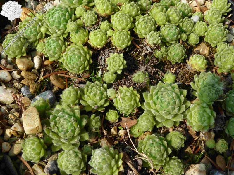 marmoreum ssp. erythraeum from Pirin