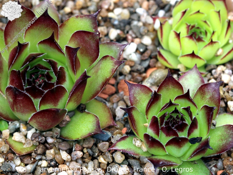 tectorum var. arvernense from Ponsas