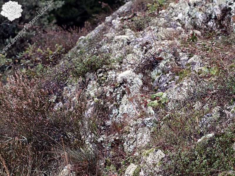tectorum var. arvernense from Ponsas