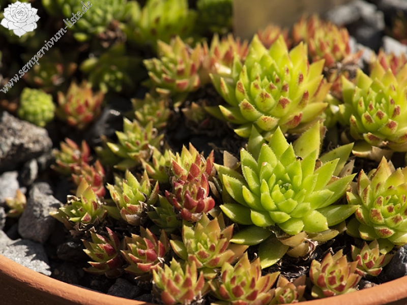 globiferum ssp. hirtum (preissianum) from Monkova dolina, Mitte