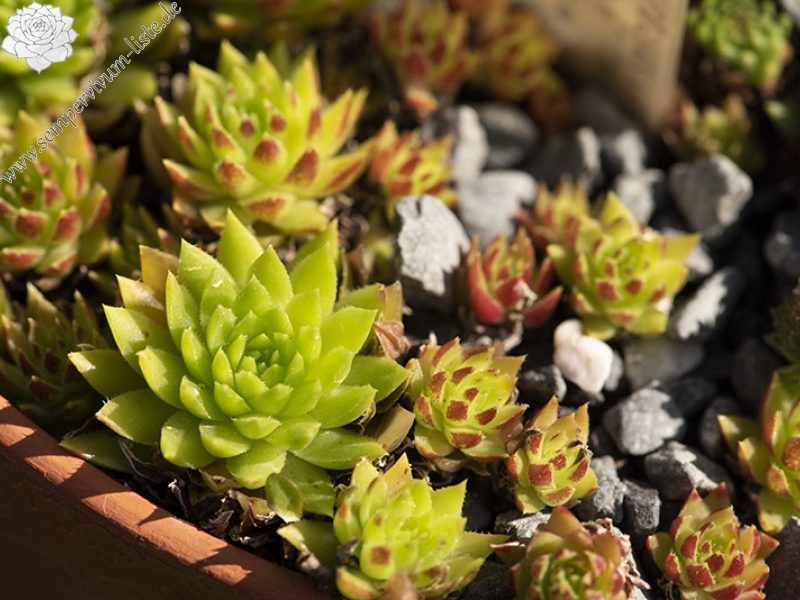 globiferum ssp. hirtum (preissianum) from Monkova dolina, Mitte