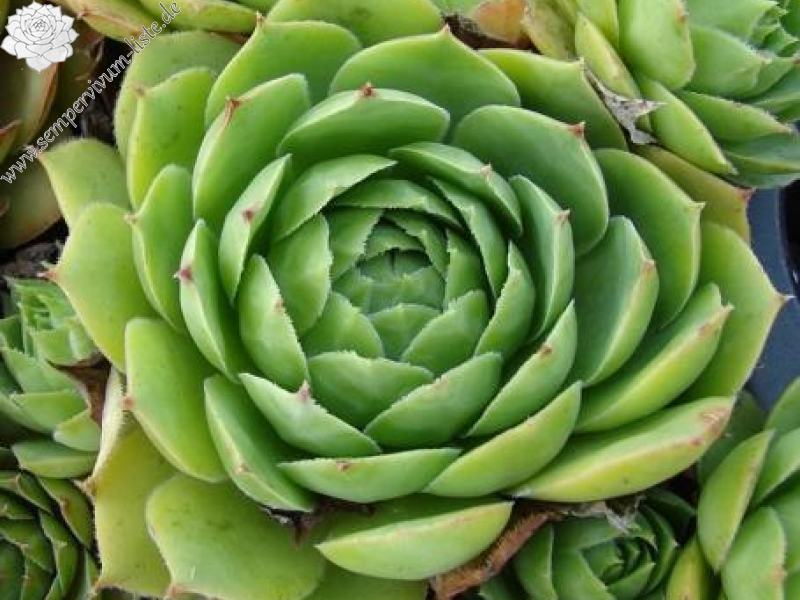tectorum var. tectorum (pyrenaicum) from Luz St. Sauveur