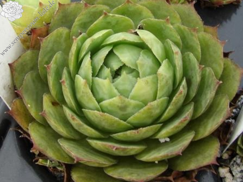 tectorum var. tectorum (pyrenaicum) from Luz St. Sauveur