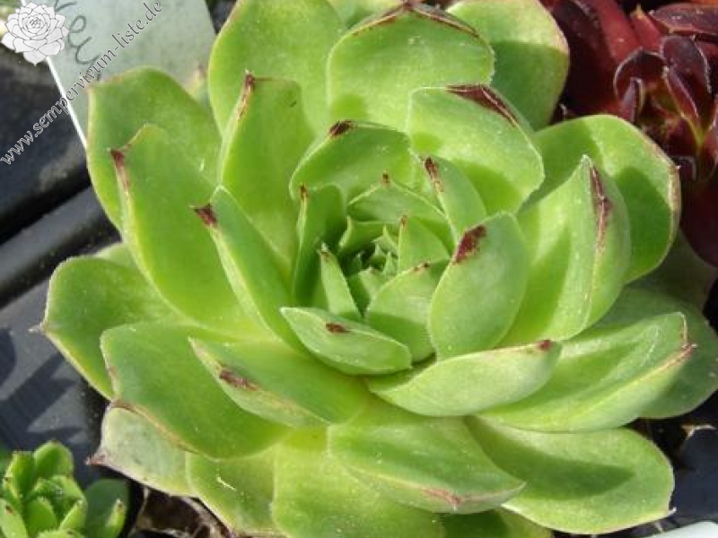tectorum var. tectorum (pyrenaicum) from Luz St. Sauveur