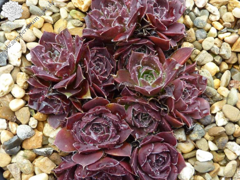 Korspel Domino / Jovi