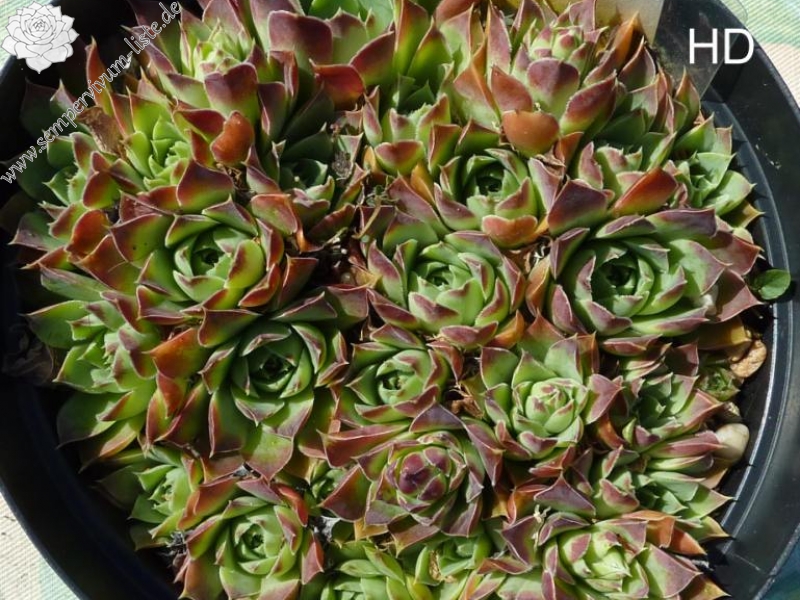 Korspel Green / Jovi