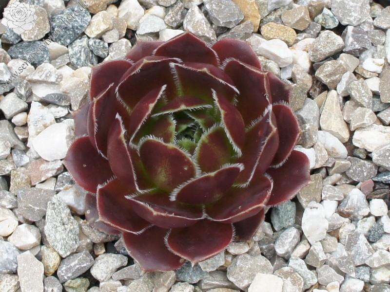 Korspel Red Girl / Jovi