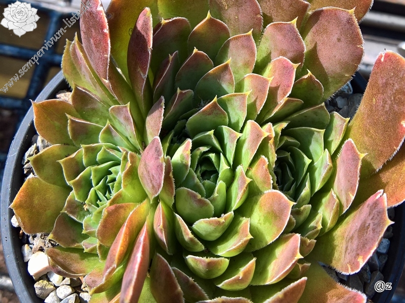 Korspelse Paskella / Jovi