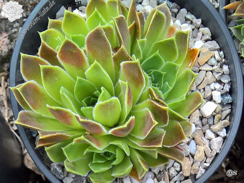 Korspelse Saigon / Jovi