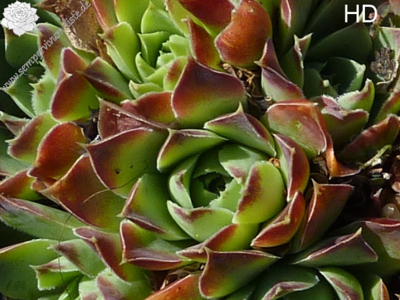 Korspel Green / Jovi