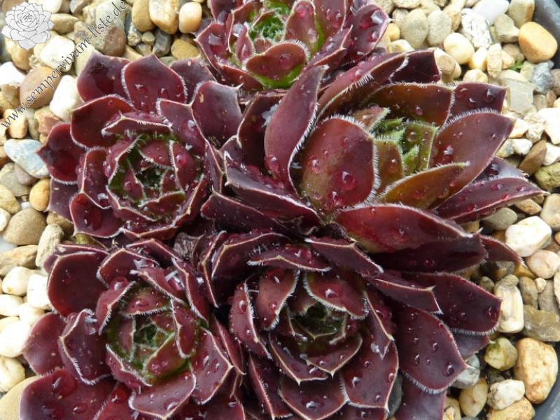 Korspel Red Girl / Jovi