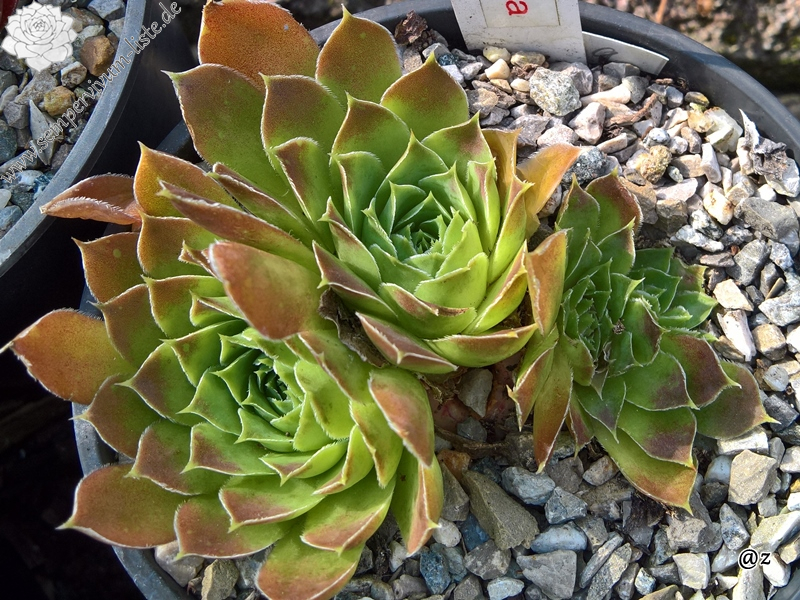 Korspelse Paskella / Jovi