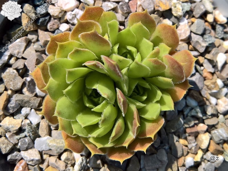 Korspelse Saigon / Jovi