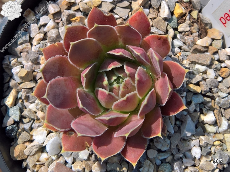 Korspelse Yokheved / Jovi