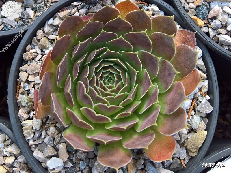 Korspelse Paskella / Jovi