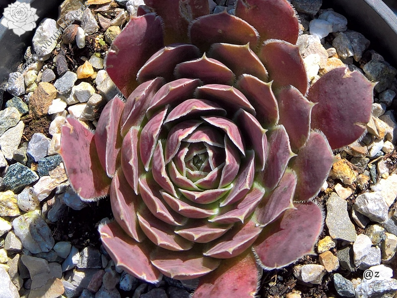 Korspel Domino / Jovi