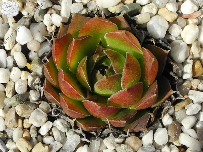 Korspel Green / Jovi