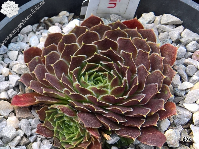 Korspelse Joosijnkin / Jovi