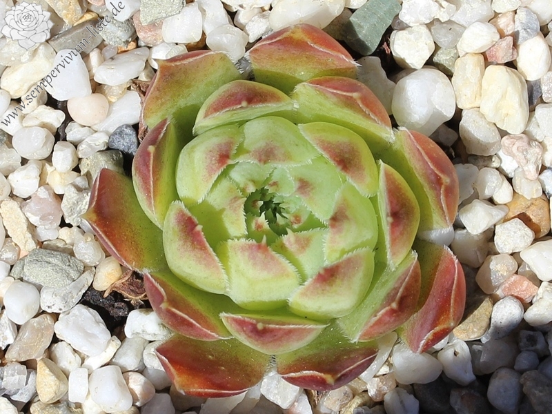 Korspel Green / Jovi