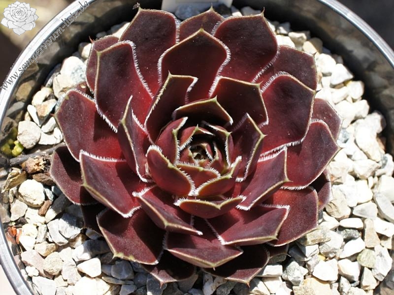 Korspel Red Girl / Jovi