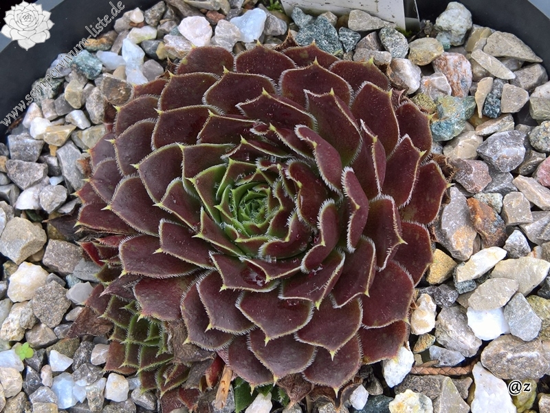 Korspelse Joosijnkin / Jovi