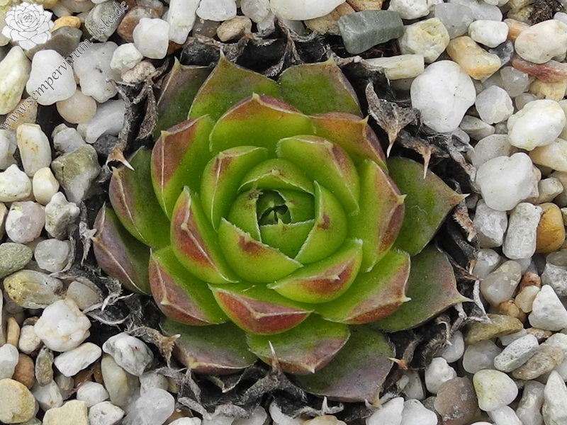 Korspel Green / Jovi