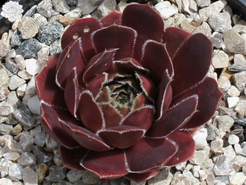 Korspel Red Girl / Jovi