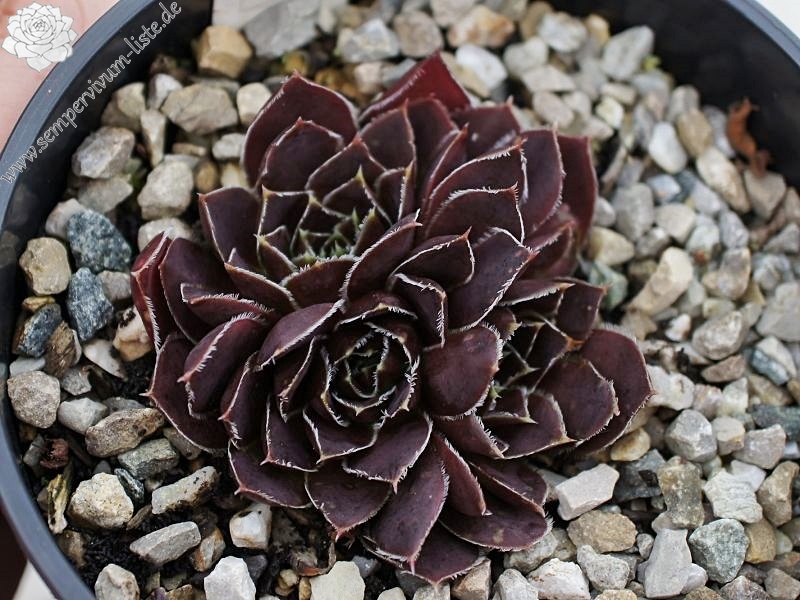 Korspel Red Girl / Jovi